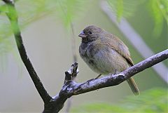 Black-faced Grassquit